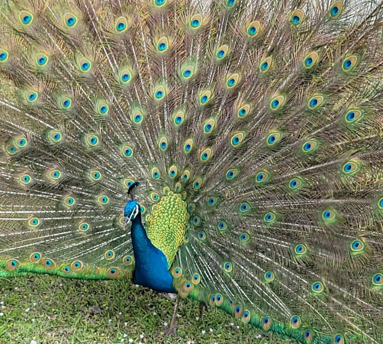 Crandon Park Peacock Shelter (Key&nbspBiscayne,&nbspFL)